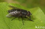 black-legged horsefly (Hybomitra micans)
