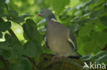 Houtduif (Columba palumbus)