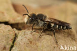 Coelioxys inermis