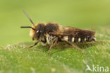 Coelioxys inermis