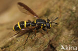 Grote Fopblaaskop (Sphiximorpha subsessilis)