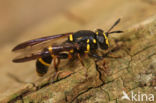 Grote Fopblaaskop (Sphiximorpha subsessilis)