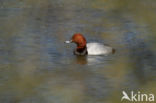 Pochard (Aythya ferina)