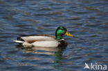 Mallard