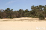drift sand