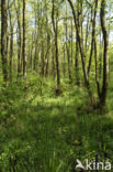 Grenspark Kempen-Broek