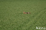 Brown Hare (Lepus europaeus)