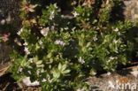 Blauw walstro (Sherardia arvensis)