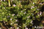 Blauw walstro (Sherardia arvensis)