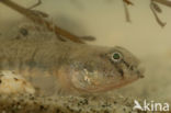 Common Goby (Pomatoschistus microps)