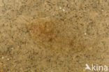 Schol (Pleuronectes platessa)