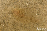 Plaice (Pleuronectes platessa)