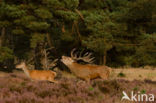 Red Deer (Cervus elaphus)