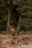 Red Deer (Cervus elaphus)