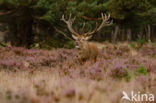 Red Deer (Cervus elaphus)