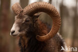 Mouflon (Ovis musimon)