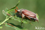 common cockchafer (Melolontha melolontha)