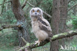 Eurasian Eagle-Owl (Bubo bubo)