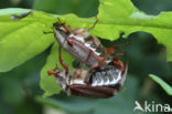 common cockchafer (Melolontha melolontha)