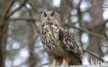 Eurasian Eagle-Owl (Bubo bubo)