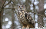 Eurasian Eagle-Owl (Bubo bubo)