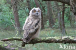 Eurasian Eagle-Owl (Bubo bubo)