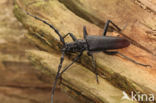 great capricorn beetle (Cerambyx cerdo)