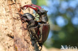 Stag Beetle (Lucanus cervus)