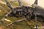 Heldenbok (Cerambyx cerdo)