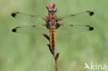 Bruine korenbout (Libellula fulva)