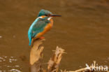 IJsvogel (Alcedo atthis)