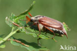 common cockchafer (Melolontha melolontha)