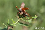 common cockchafer (Melolontha melolontha)