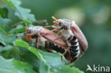 common cockchafer (Melolontha melolontha)