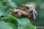 common cockchafer (Melolontha melolontha)