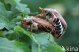 common cockchafer (Melolontha melolontha)