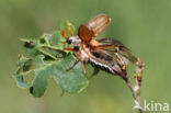 common cockchafer (Melolontha melolontha)