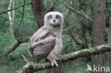 Eurasian Eagle-Owl (Bubo bubo)