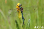 Metaalglanslibel (Somatochlora metallica)