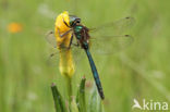 Metaalglanslibel (Somatochlora metallica)