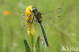 Metaalglanslibel (Somatochlora metallica)