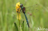 Metaalglanslibel (Somatochlora metallica)