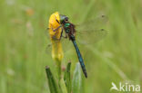 Metaalglanslibel (Somatochlora metallica)