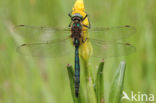 Metaalglanslibel (Somatochlora metallica)