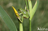 Boomkikker (Hyla crucifer)