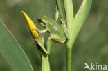 Springpeeper (Hyla crucifer)