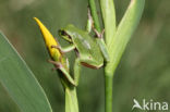 Boomkikker (Hyla crucifer)