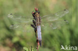 Black-tailed Skimmer (Orthetrum cancellatum)