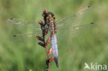 Black-tailed Skimmer (Orthetrum cancellatum)