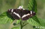 Kleine IJsvogelvlinder (Limenitis camilla)